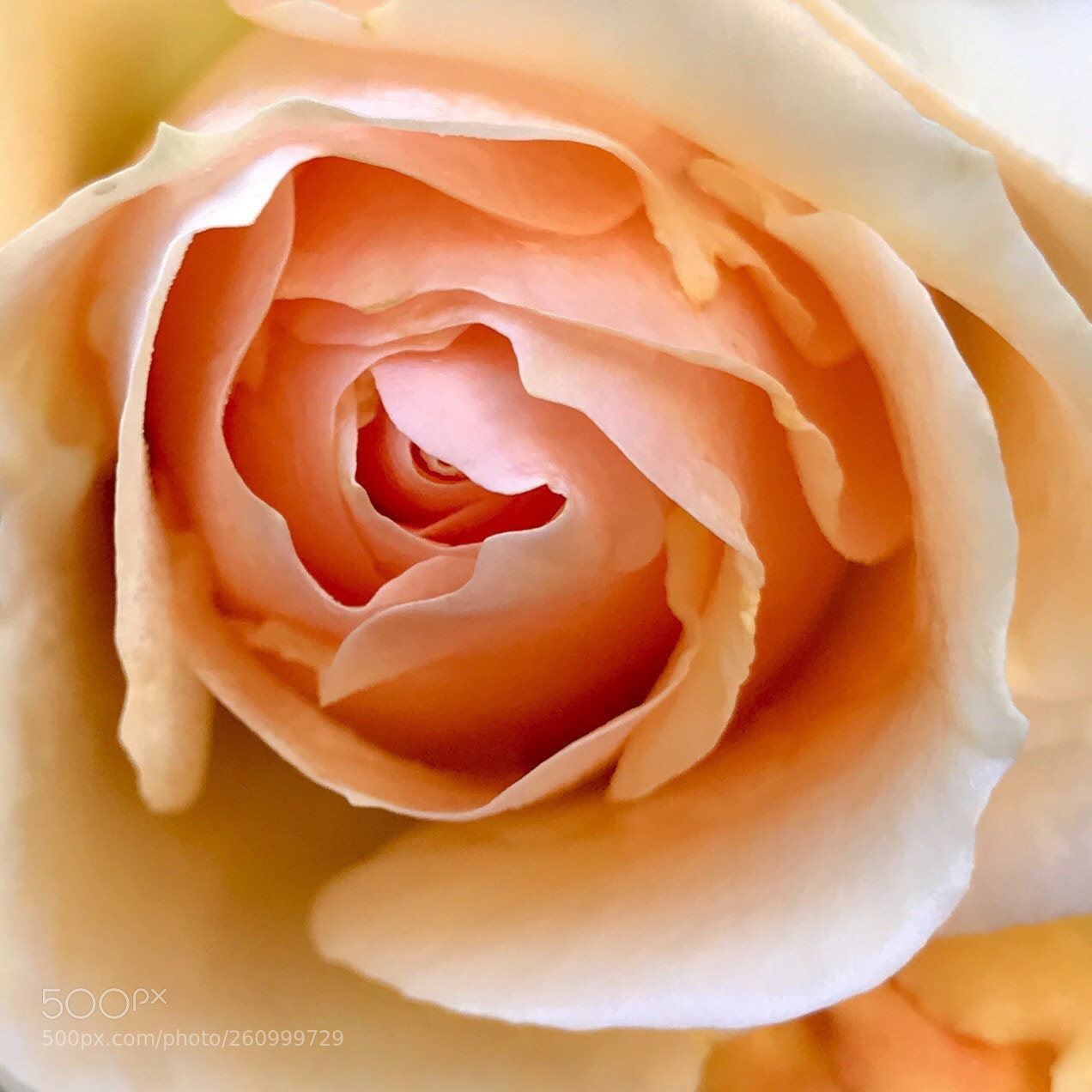 Apple iPhone 7 sample photo. A rose is a photography