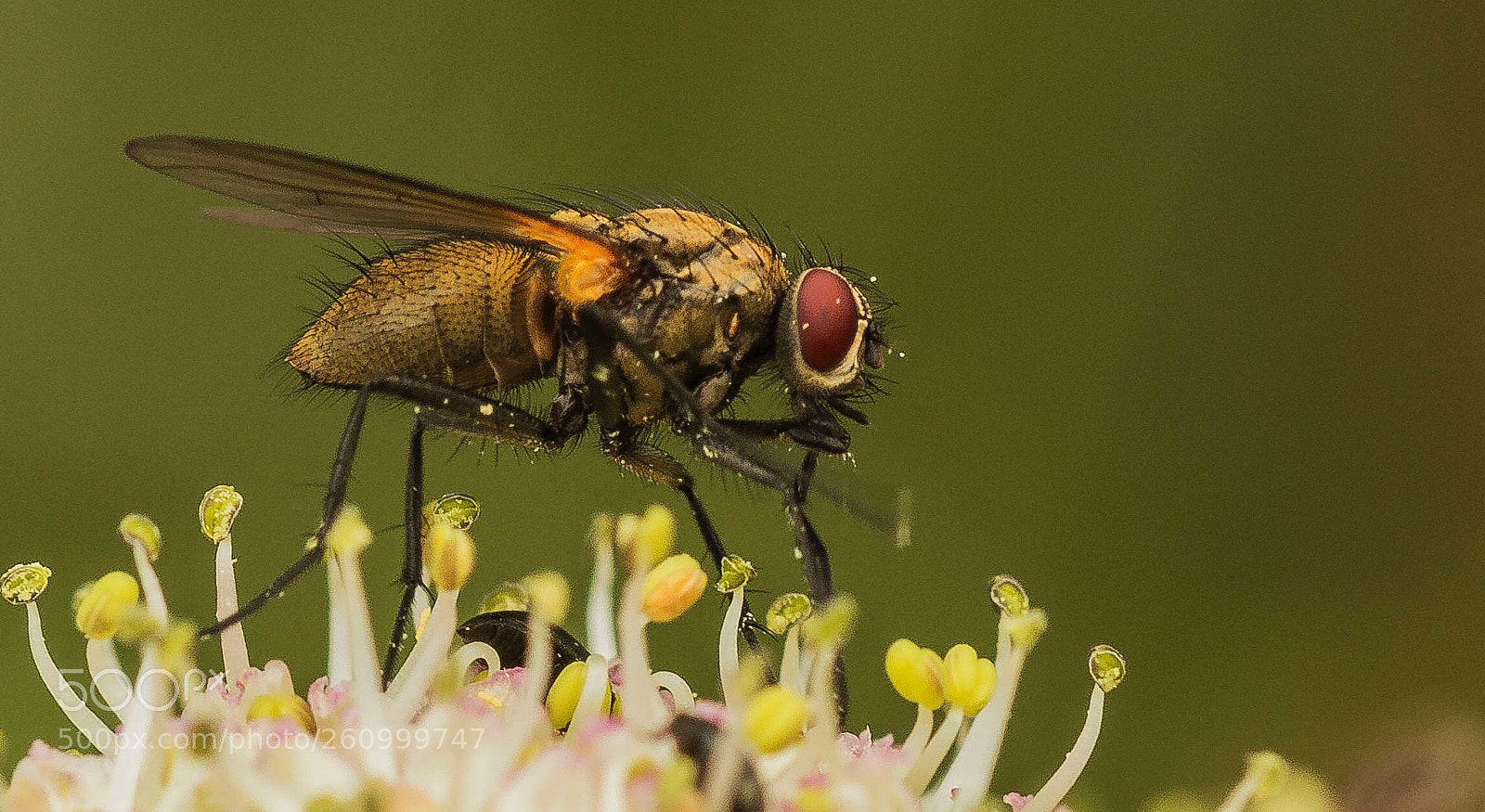 Canon EOS 70D sample photo. Fly photography