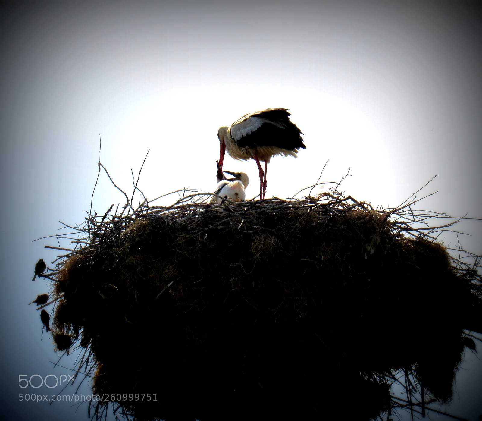 Canon PowerShot SX530 HS sample photo. Storks photography