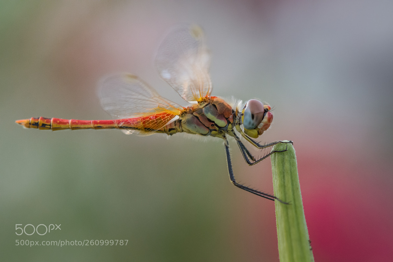 Nikon D7200 sample photo. Multicolors photography