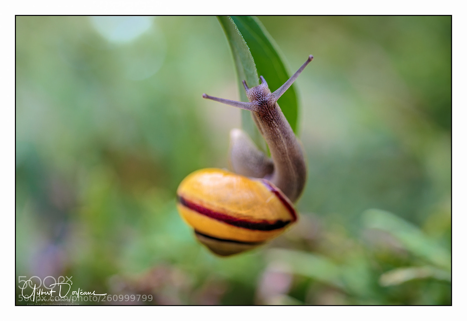Canon EOS 6D sample photo. Escargot photography