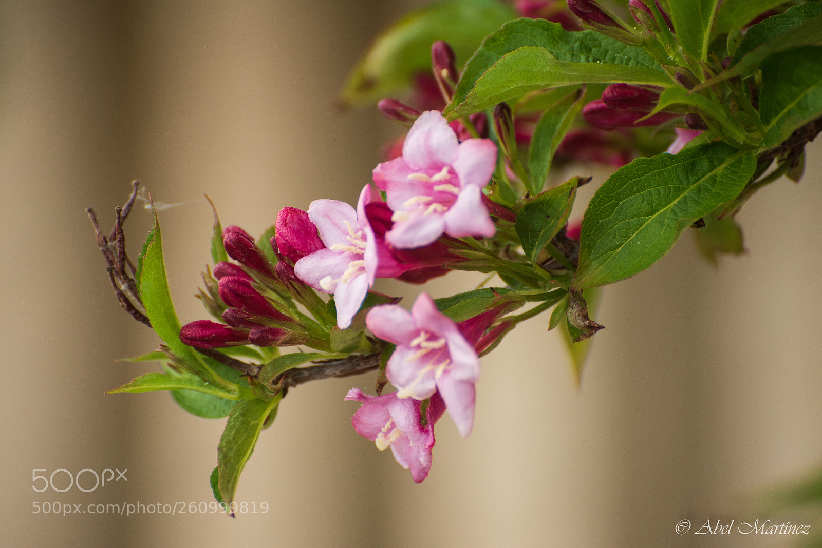 Nikon D810 sample photo. Flores photography