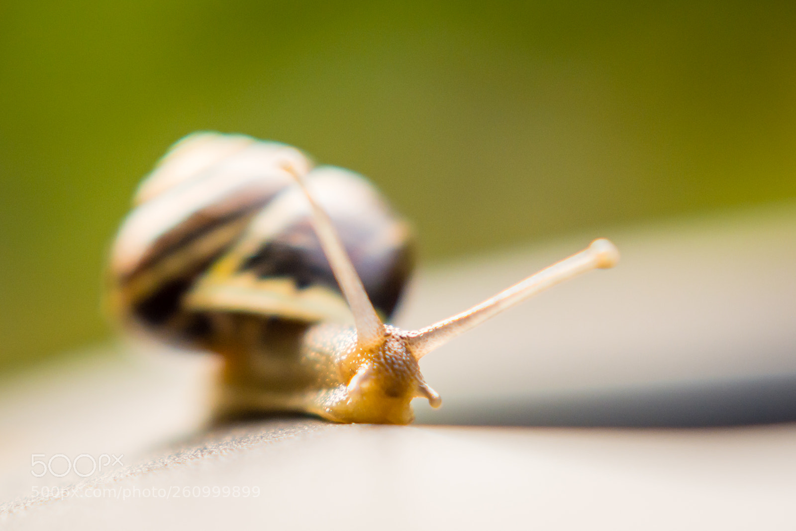 Nikon D7100 sample photo. Snail photography