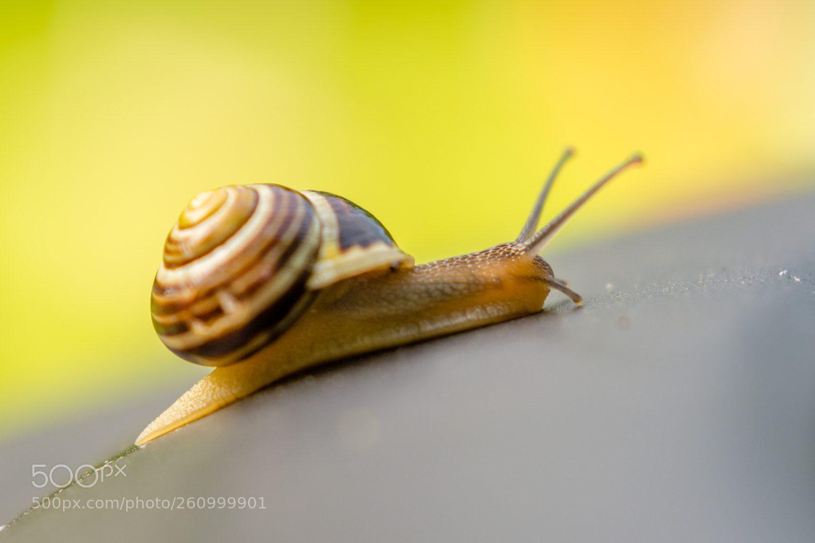 Nikon D7100 sample photo. Snail photography