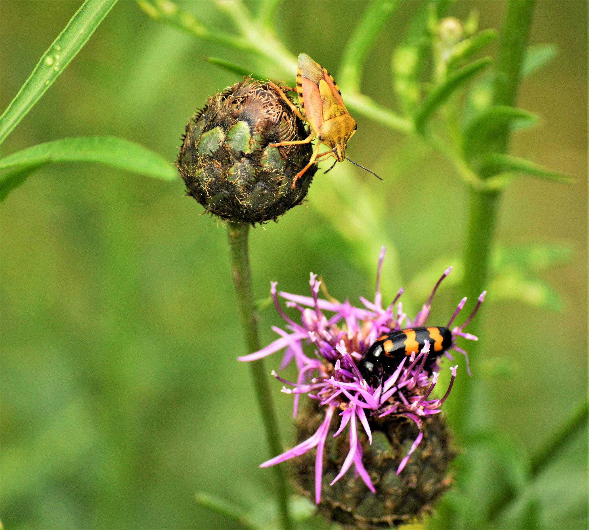 Nikon D3200 sample photo