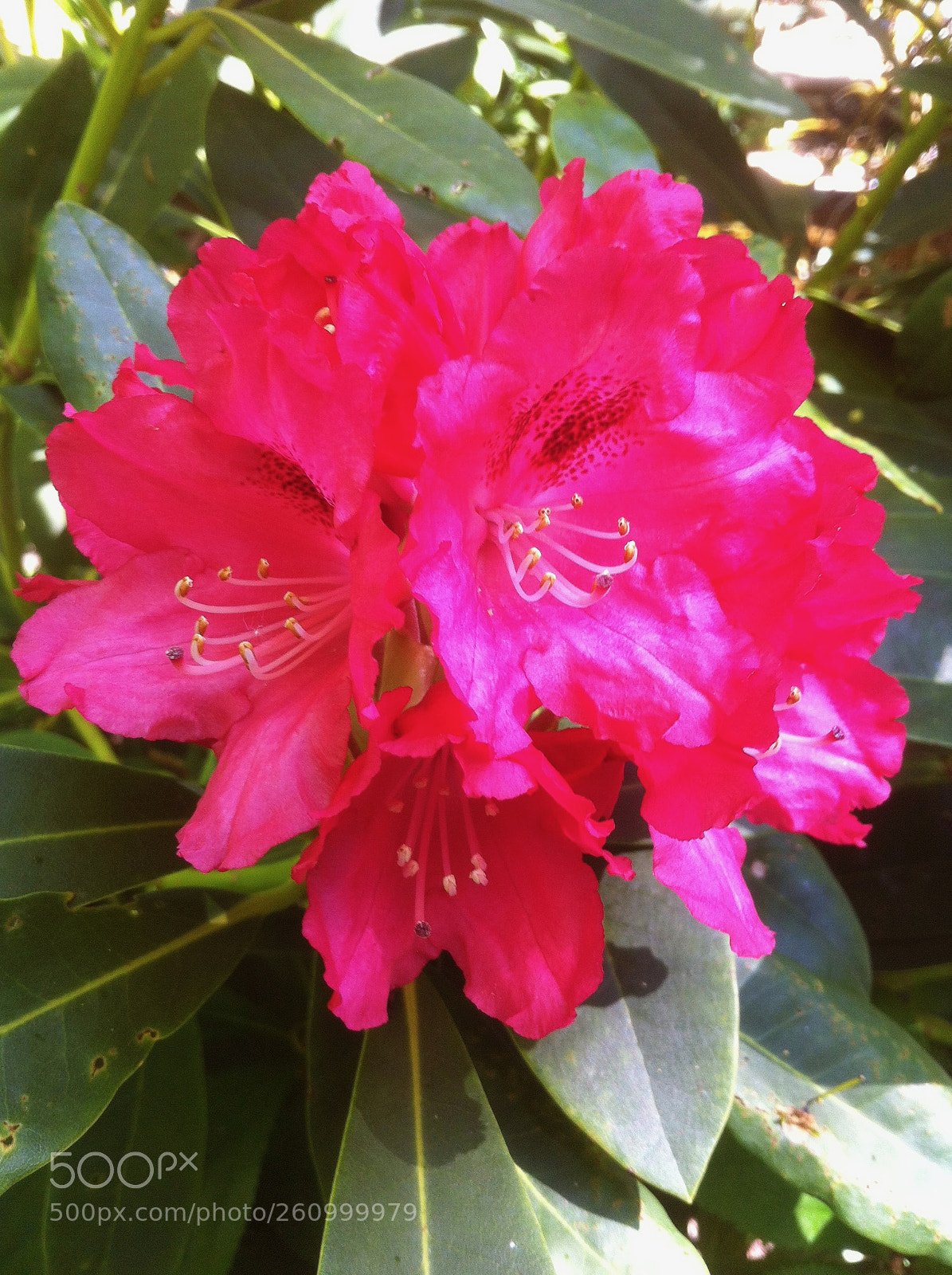 Apple iPhone 4 sample photo. Garden beauty photography