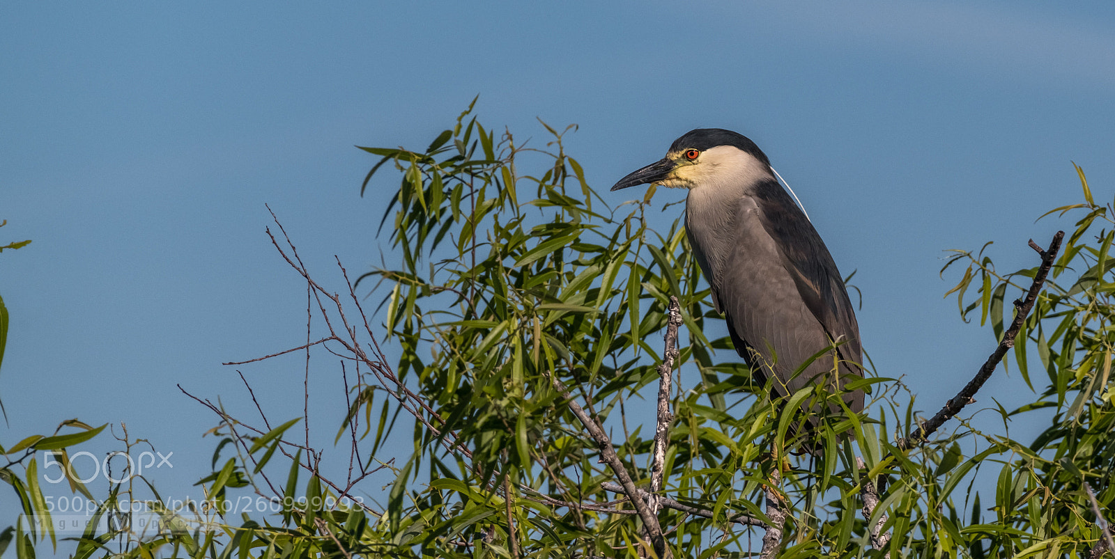 Nikon D850 sample photo. Heron photography