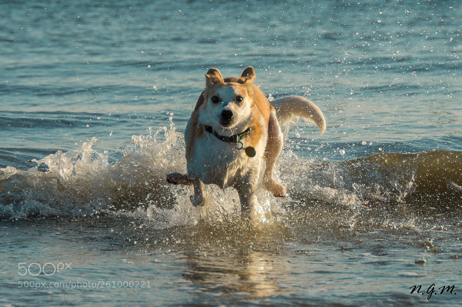 Nikon D7200 sample photo. Run run run photography
