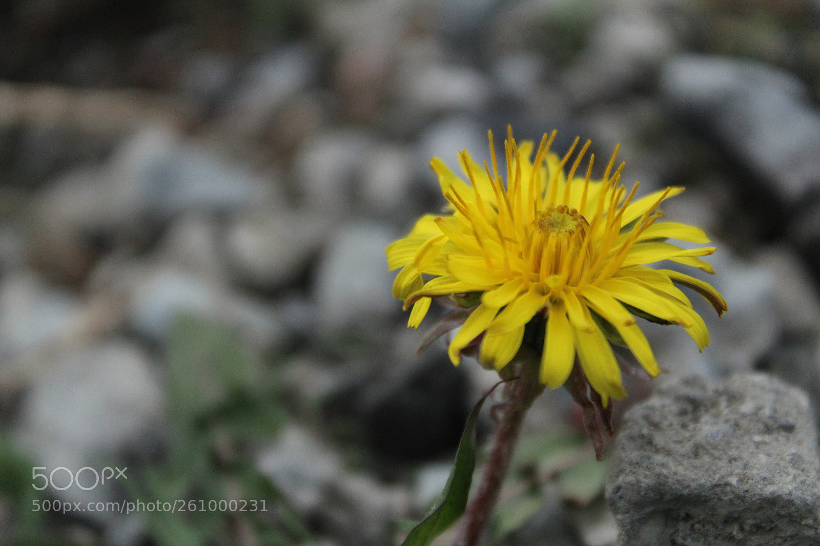 Canon EOS 1300D (EOS Rebel T6 / EOS Kiss X80) sample photo. Yellow flower photography
