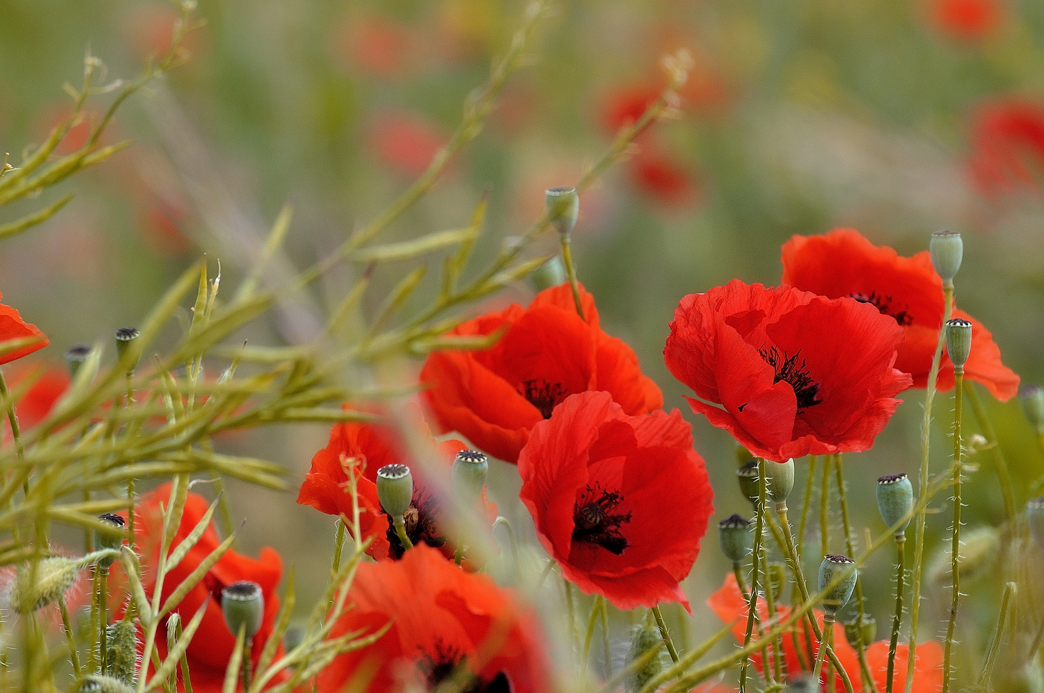 Nikon D5000 sample photo. Poppies photography