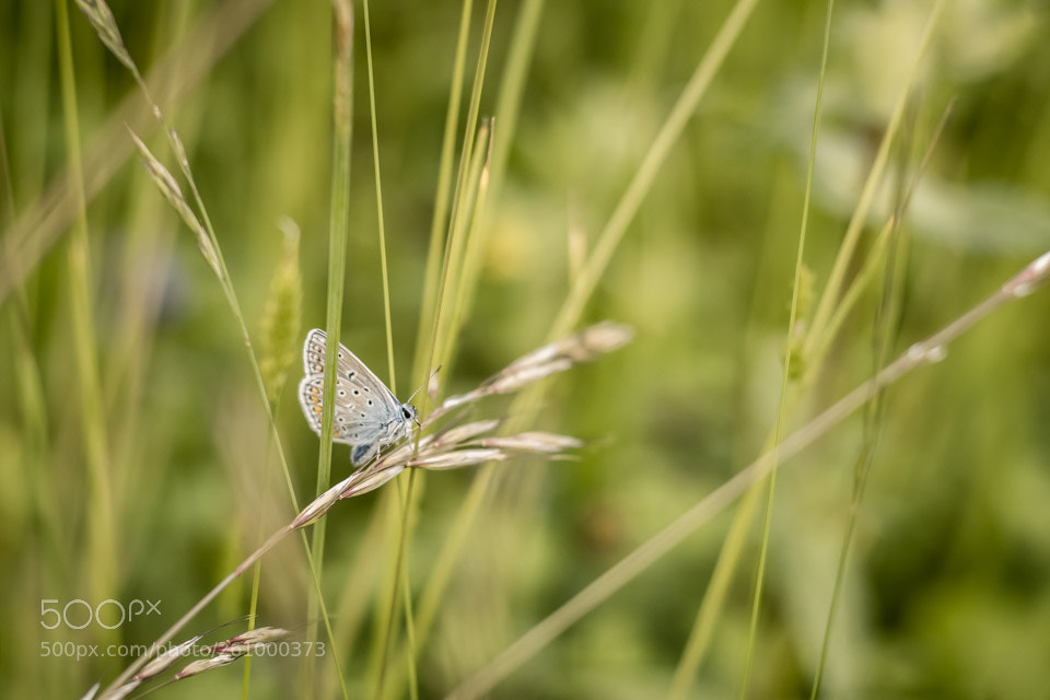 Nikon D5500 sample photo. Just before flight photography