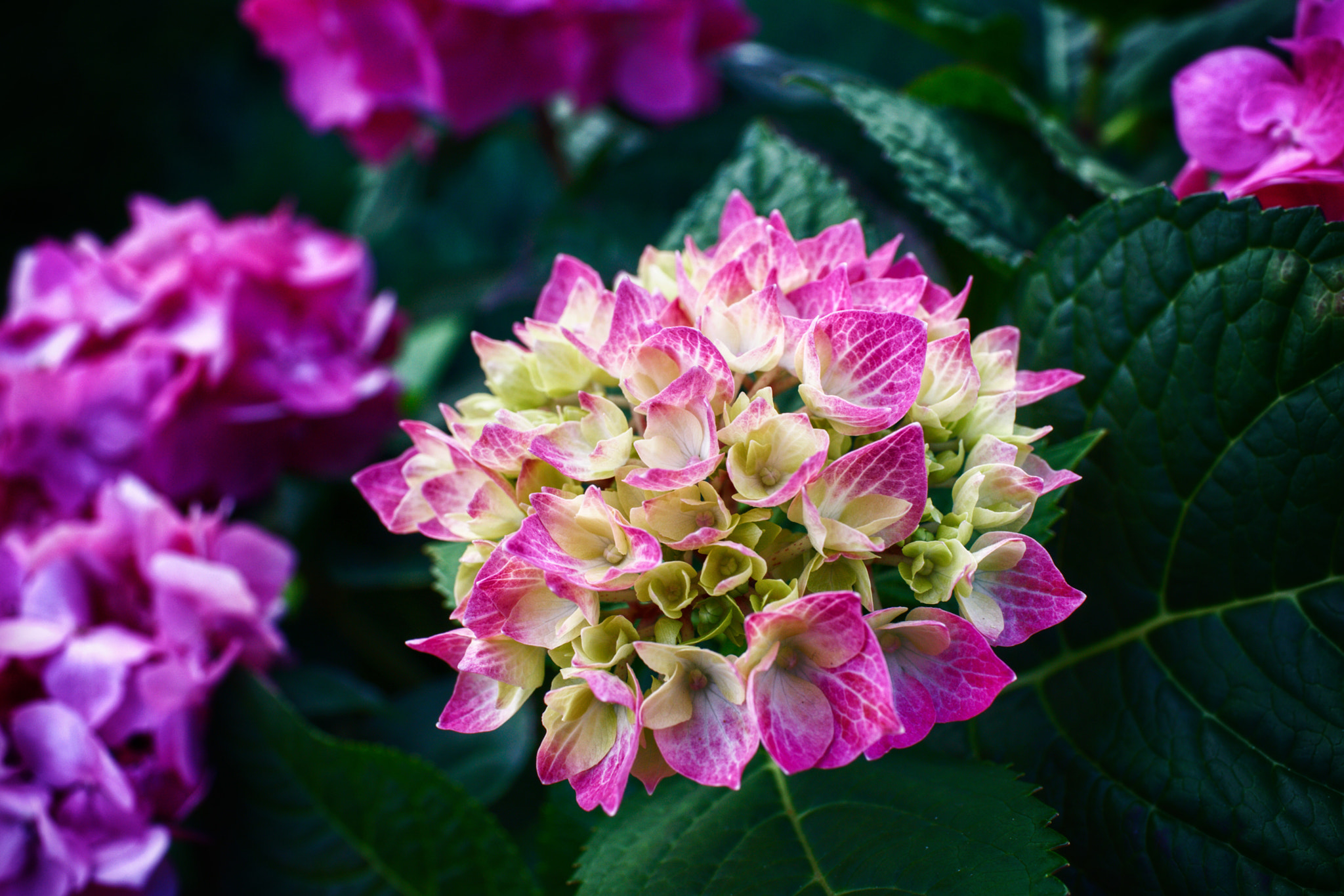 Sony Cyber-shot DSC-RX1 sample photo. Developing photography