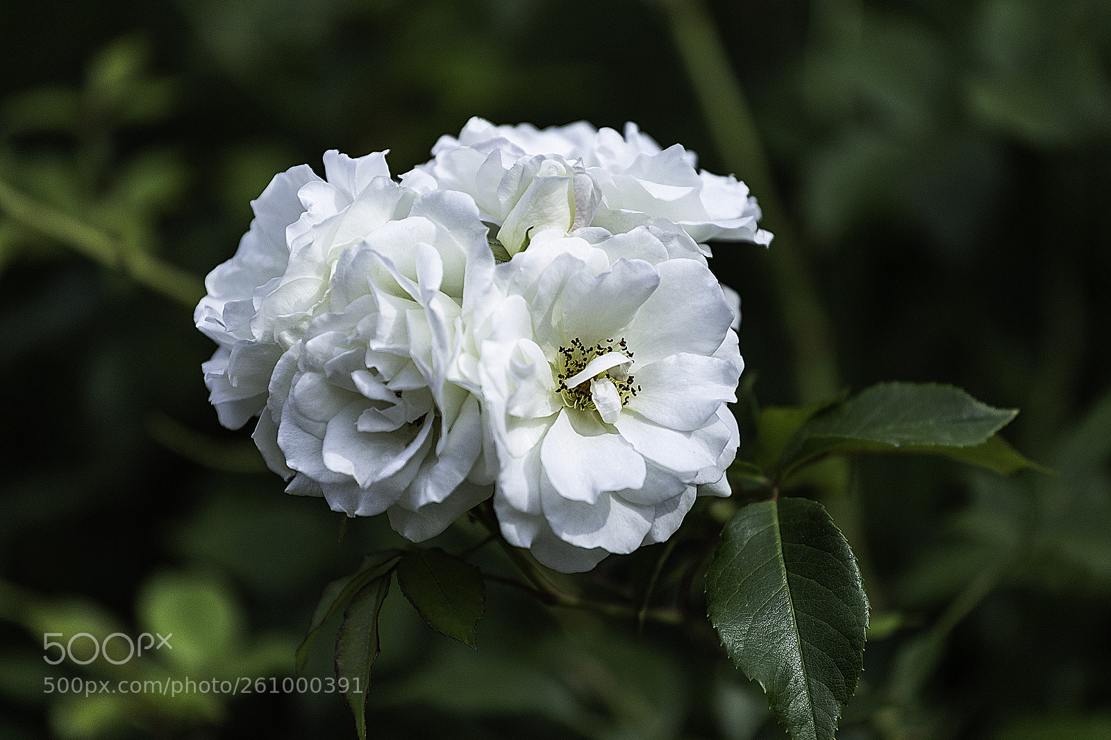 Canon EOS 6D sample photo. White rose photography