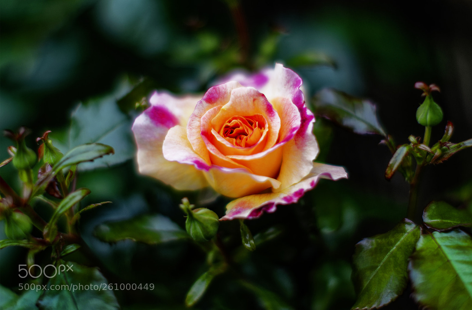 Canon EOS 5DS R sample photo. Rose photography