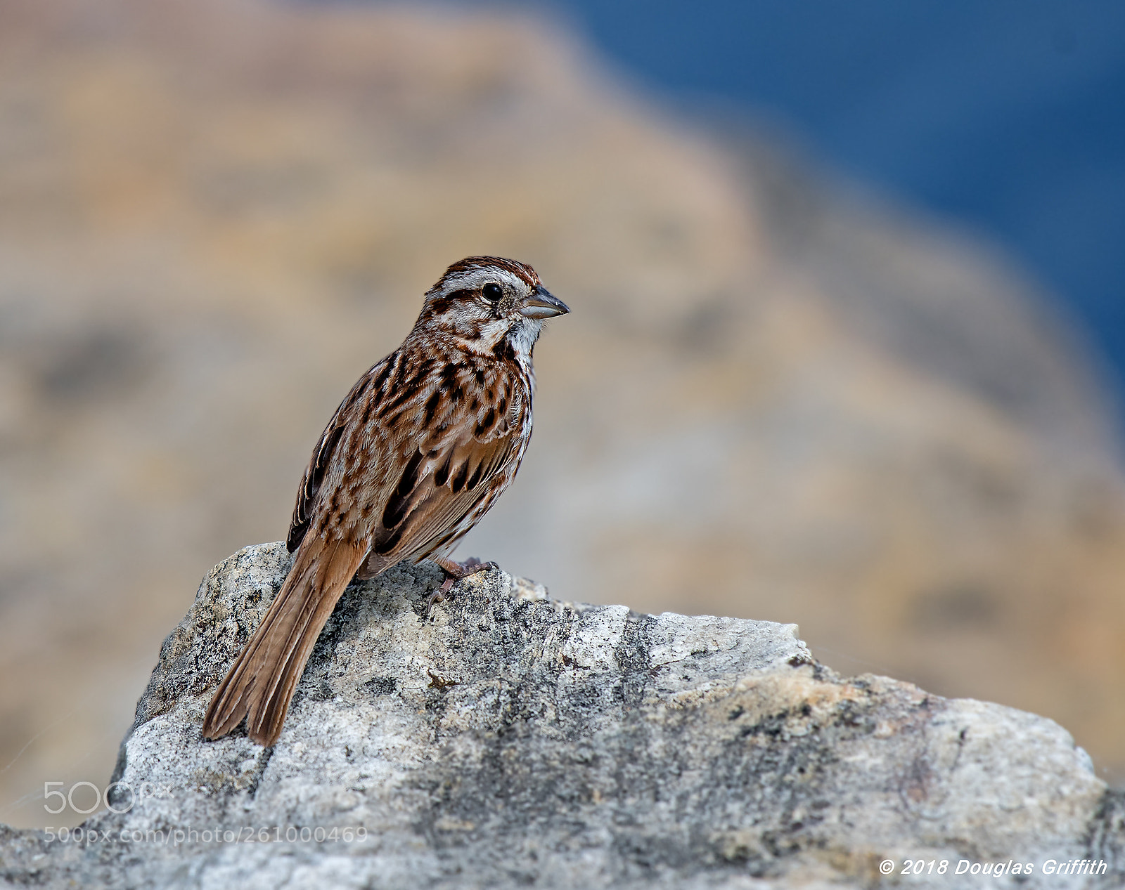 Nikon D500 sample photo. Song sparrow (melospiza melodia) photography