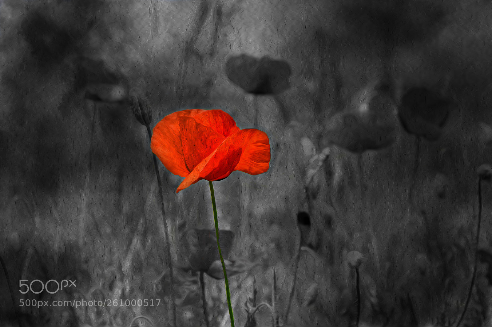 Nikon D5300 sample photo. Red photography