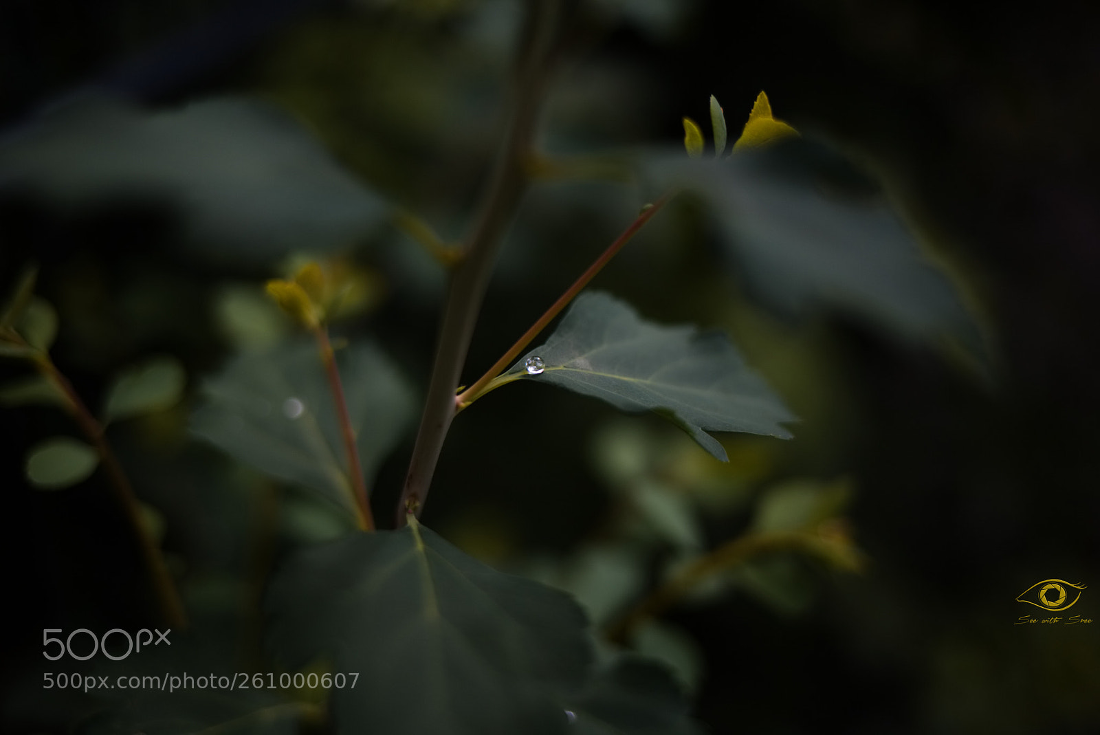 Canon EOS 6D sample photo. Treasure hunt! photography