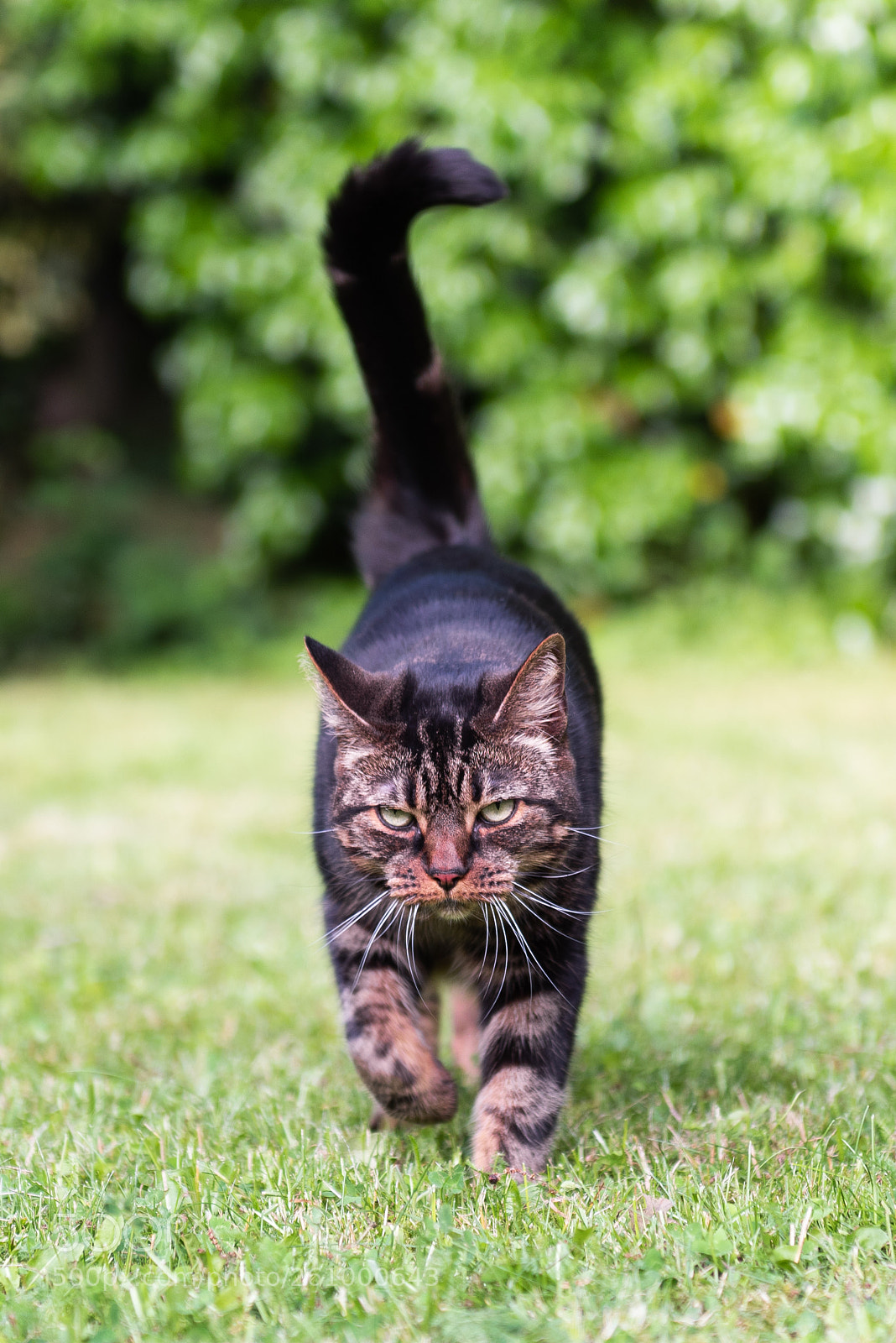 Nikon D750 sample photo. Grumpy esme photography