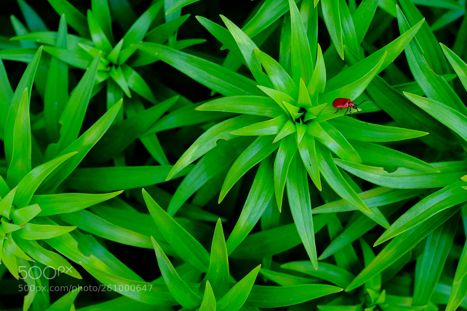 Fujifilm X-T10 sample photo. Green photography