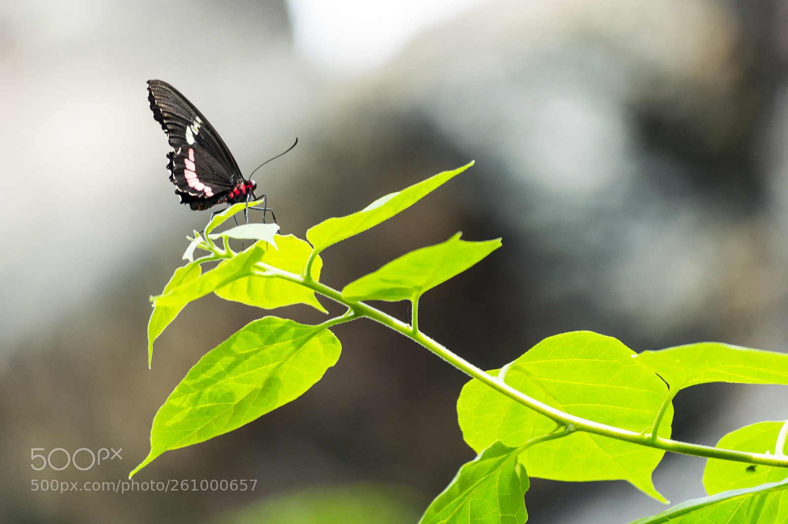 Nikon D3200 sample photo. Daldaki kelebek - butterfly photography