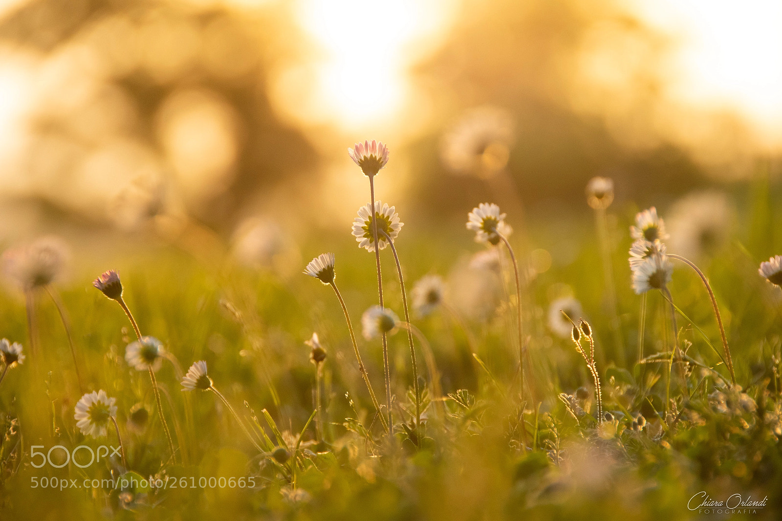 Nikon D850 sample photo. Romantica primavera photography