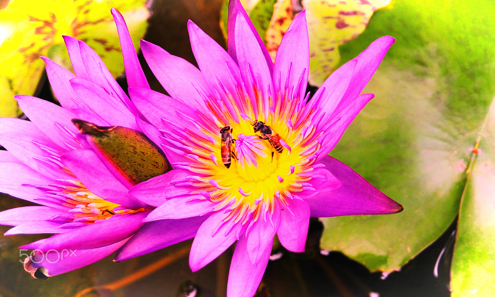LG G4 STYLUS sample photo. Beeeeautiful photography