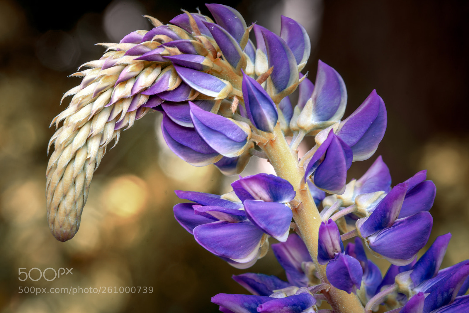 Nikon D7200 sample photo. Wild lupine photography
