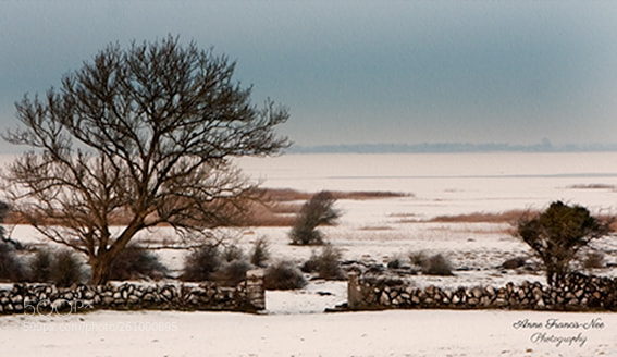 Canon EOS 40D sample photo. Snow scene menlo photography