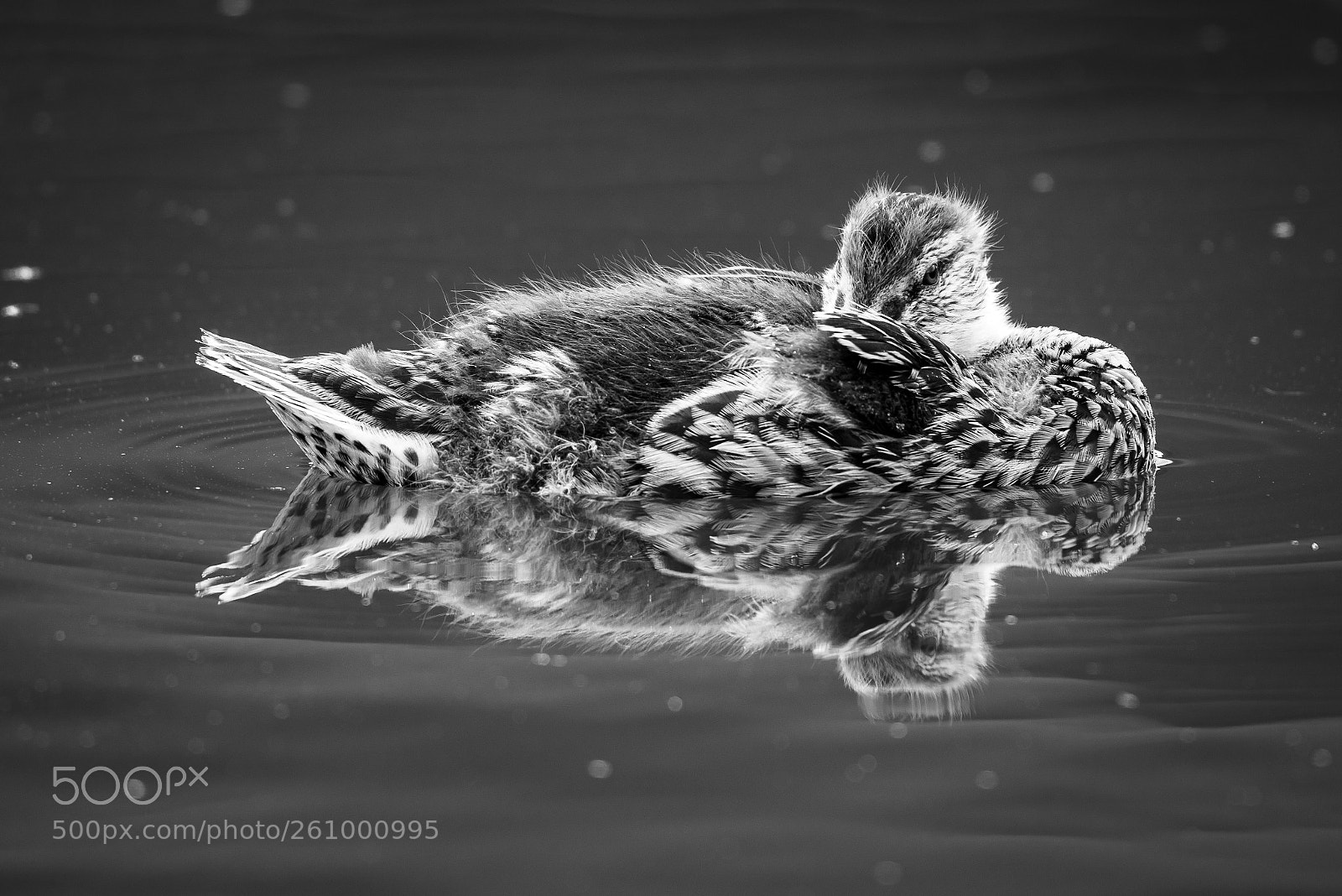 Nikon D810 sample photo. Young duck photography