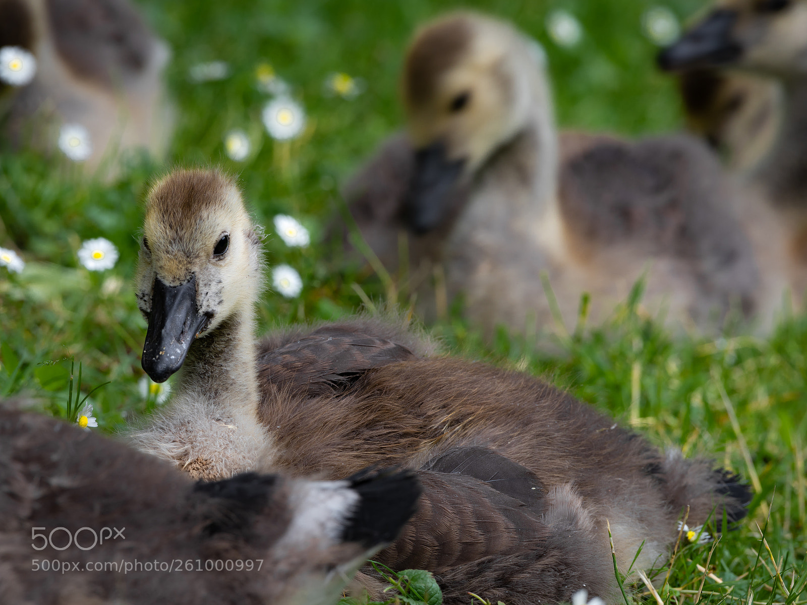 Nikon D810 sample photo. Young gooses photography