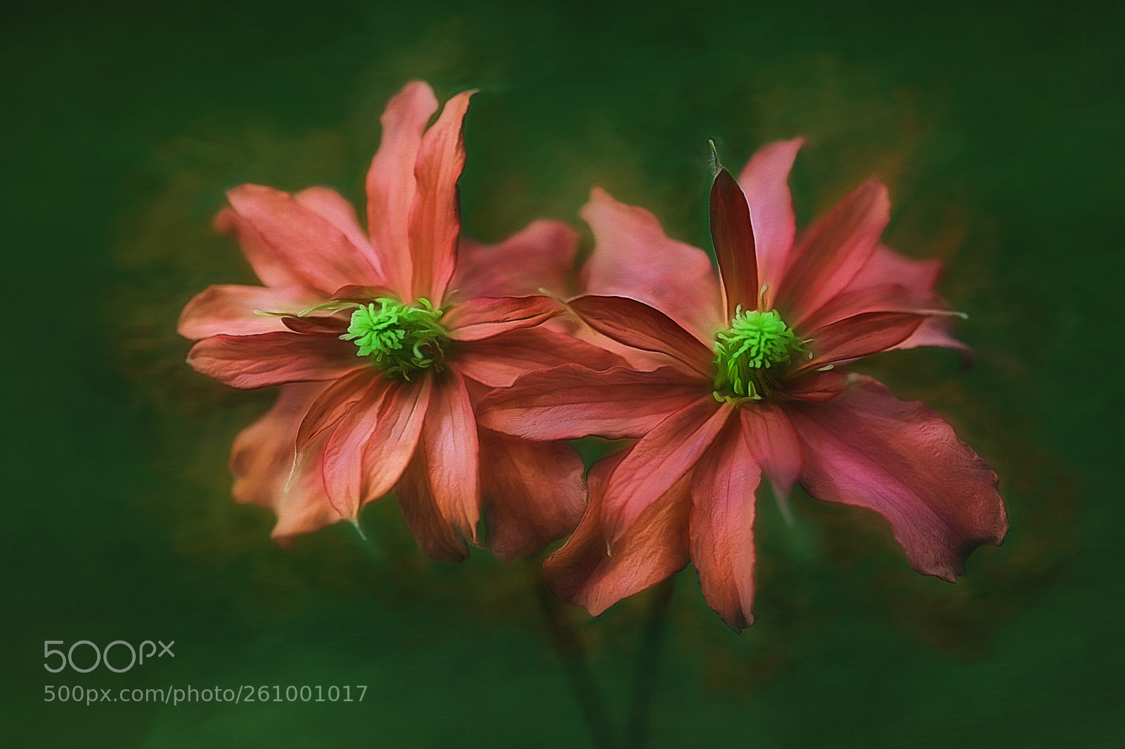 Canon EOS 5D Mark IV sample photo. Clematis photography