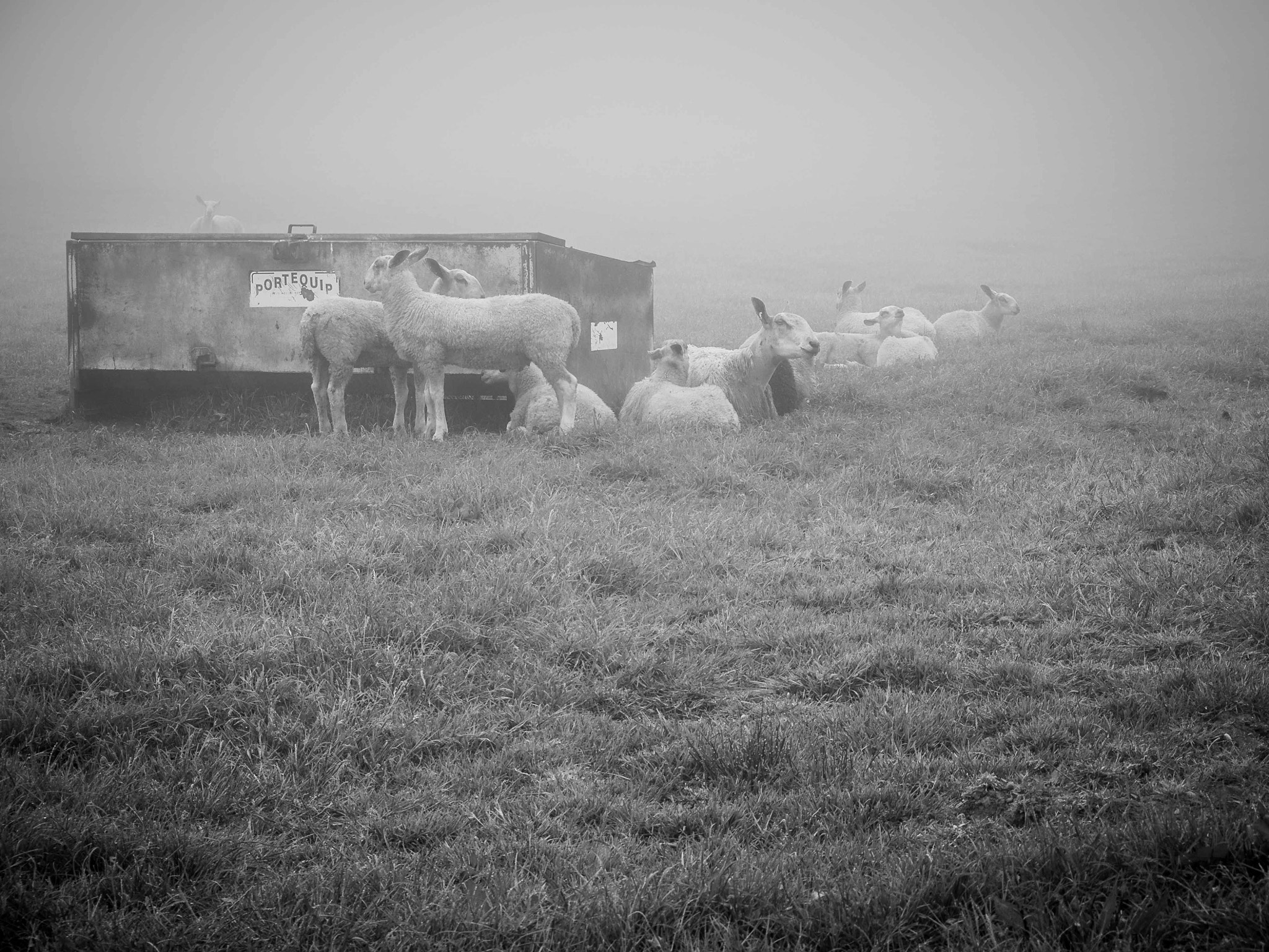 Panasonic Lumix DMC-G85 (Lumix DMC-G80) sample photo. Sheep in fog photography