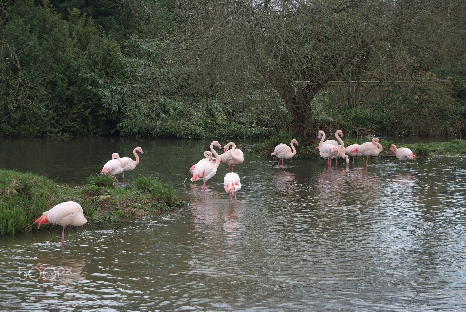 Fujifilm FinePix S5 Pro sample photo. Flamingos at bird sanctuary, bourton on the water, photography
