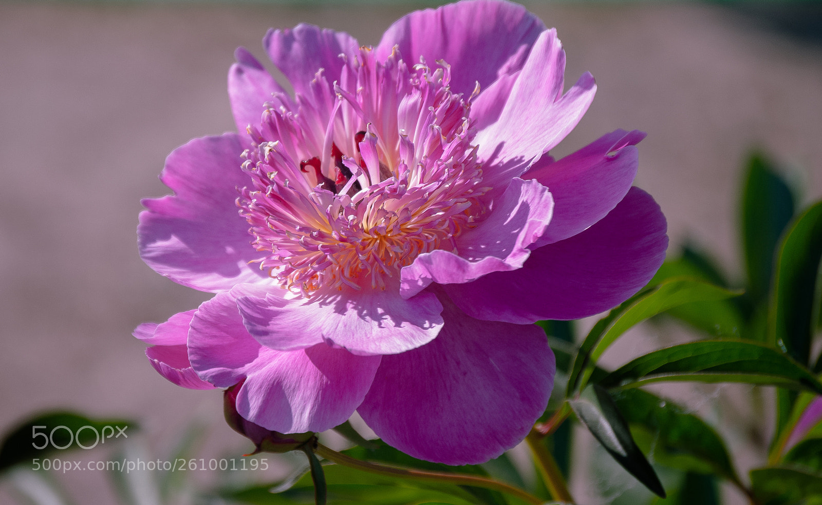 Nikon D60 sample photo. Flower peony photography