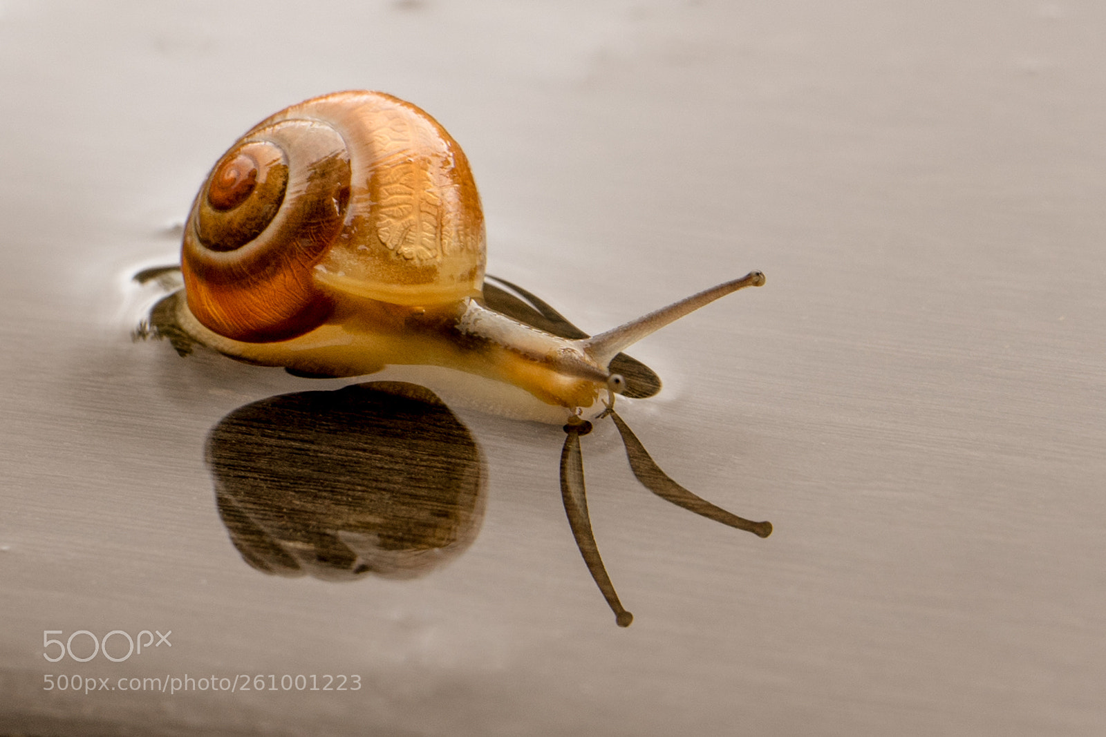 Sony a7 sample photo. Petit escargot ? photography