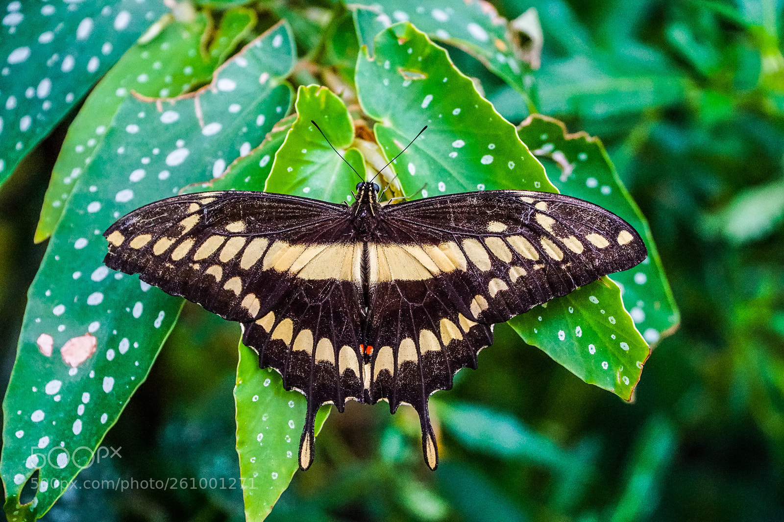 Sony a6000 sample photo. Butterfly photography