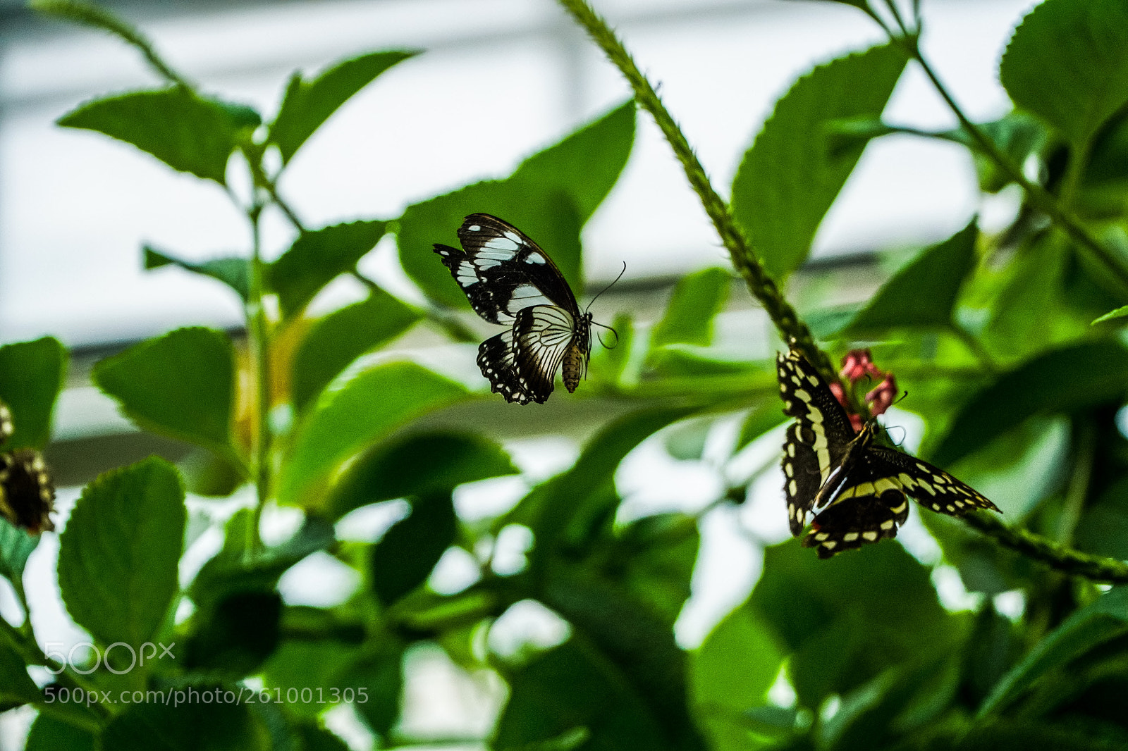 Sony a6000 sample photo. Butterfly photography