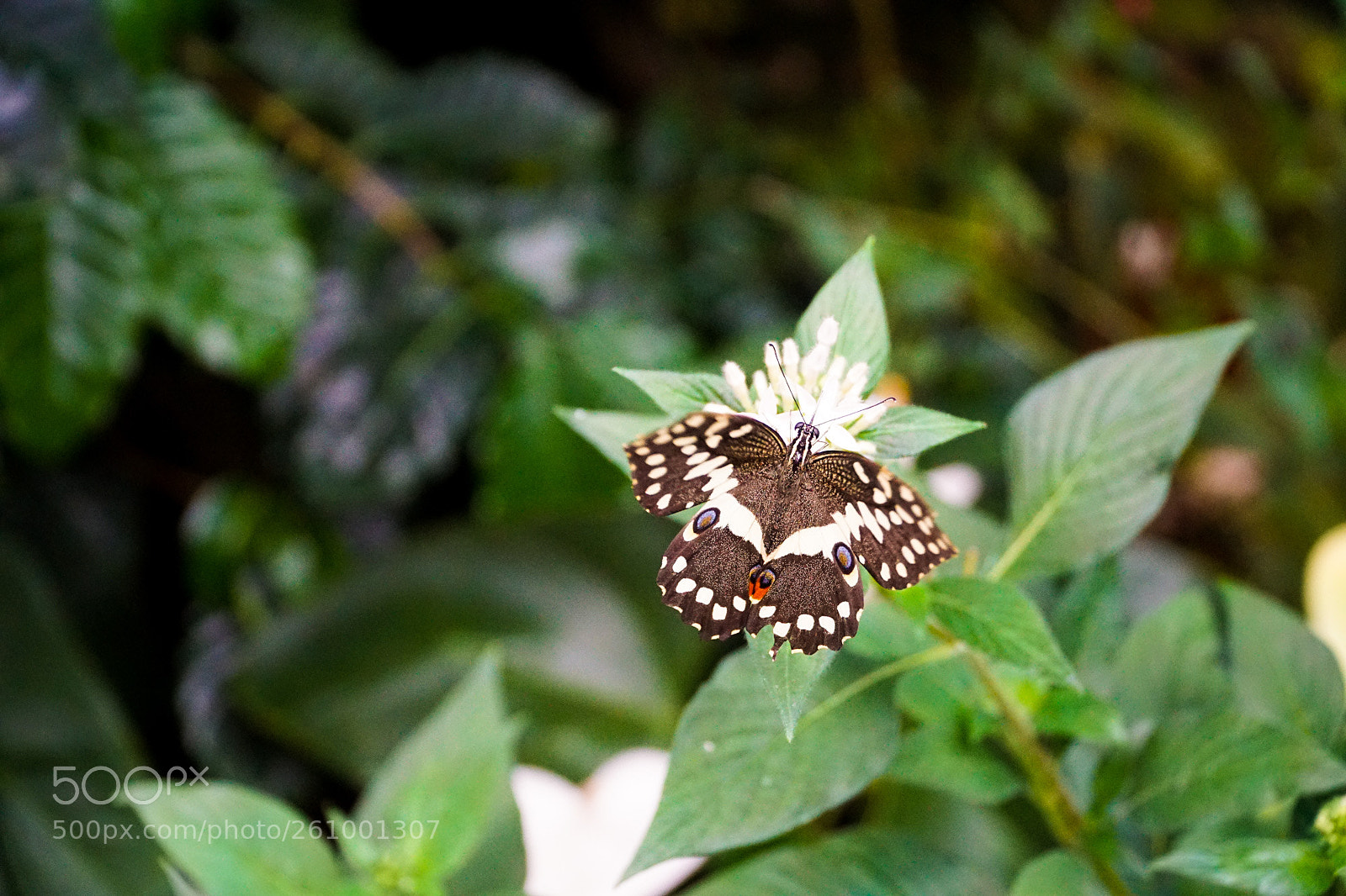 Sony a6000 sample photo. Butterfly photography