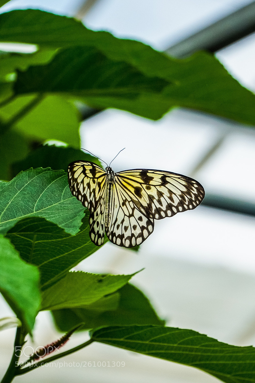 Sony a6000 sample photo. Butterfly photography