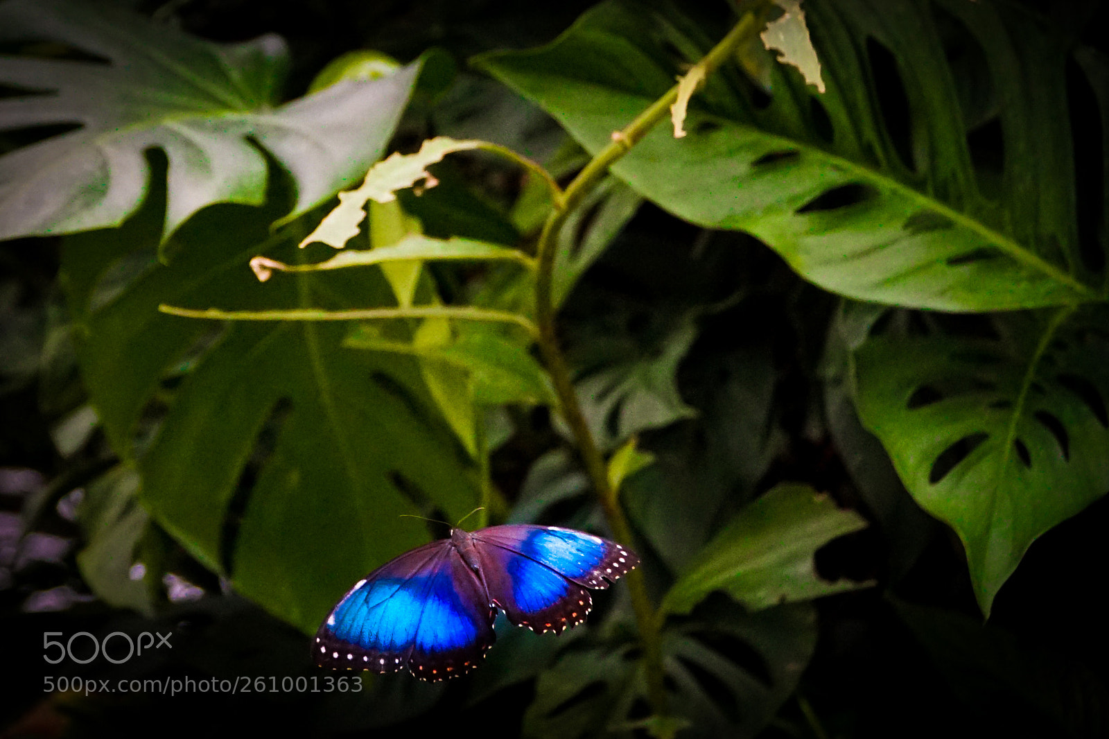 Sony a6000 sample photo. Butterfly photography