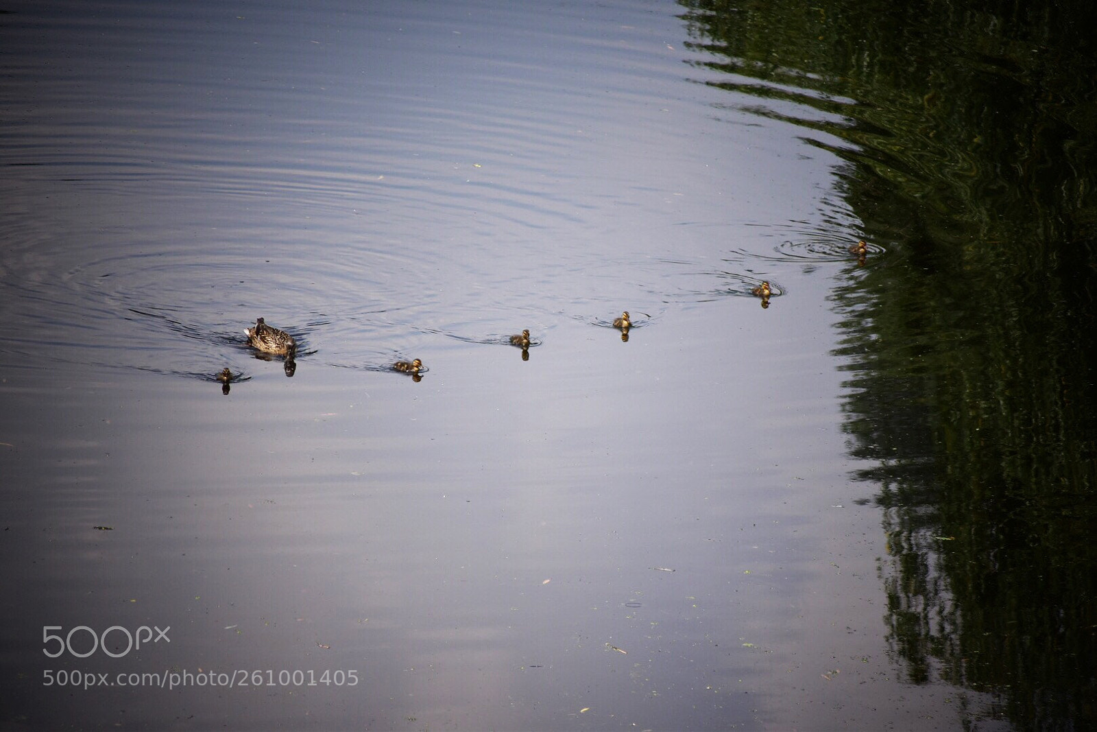 Nikon D5500 sample photo. Untitled photography