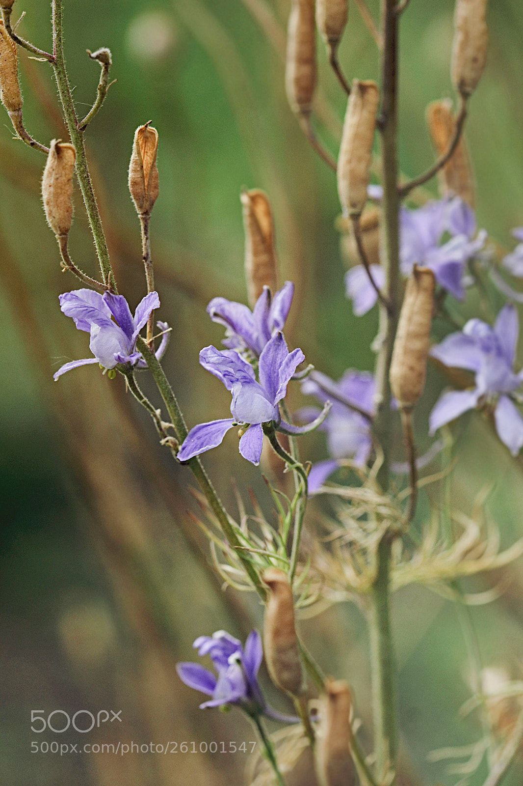 Canon EOS 600D (Rebel EOS T3i / EOS Kiss X5) sample photo. Blue flowers photography