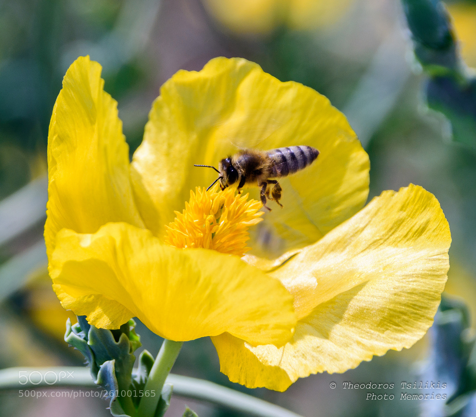 Nikon D7200 sample photo. Pollen collector photography