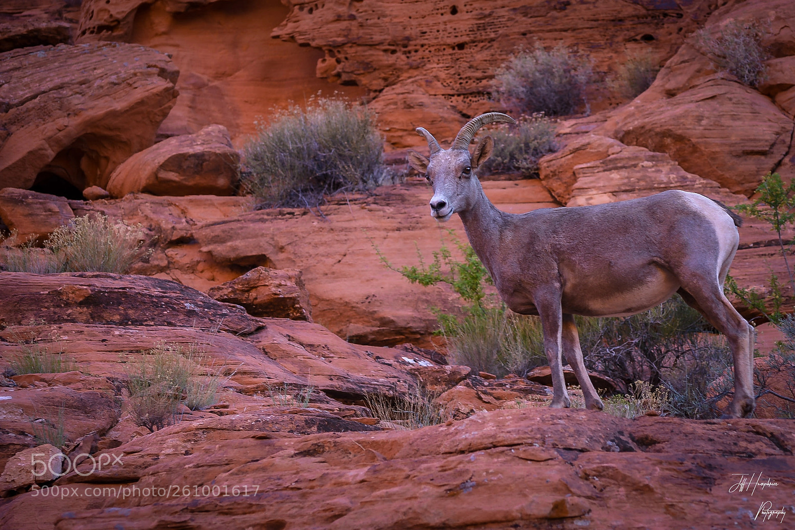 Nikon D810 sample photo. Big horn sheep photography
