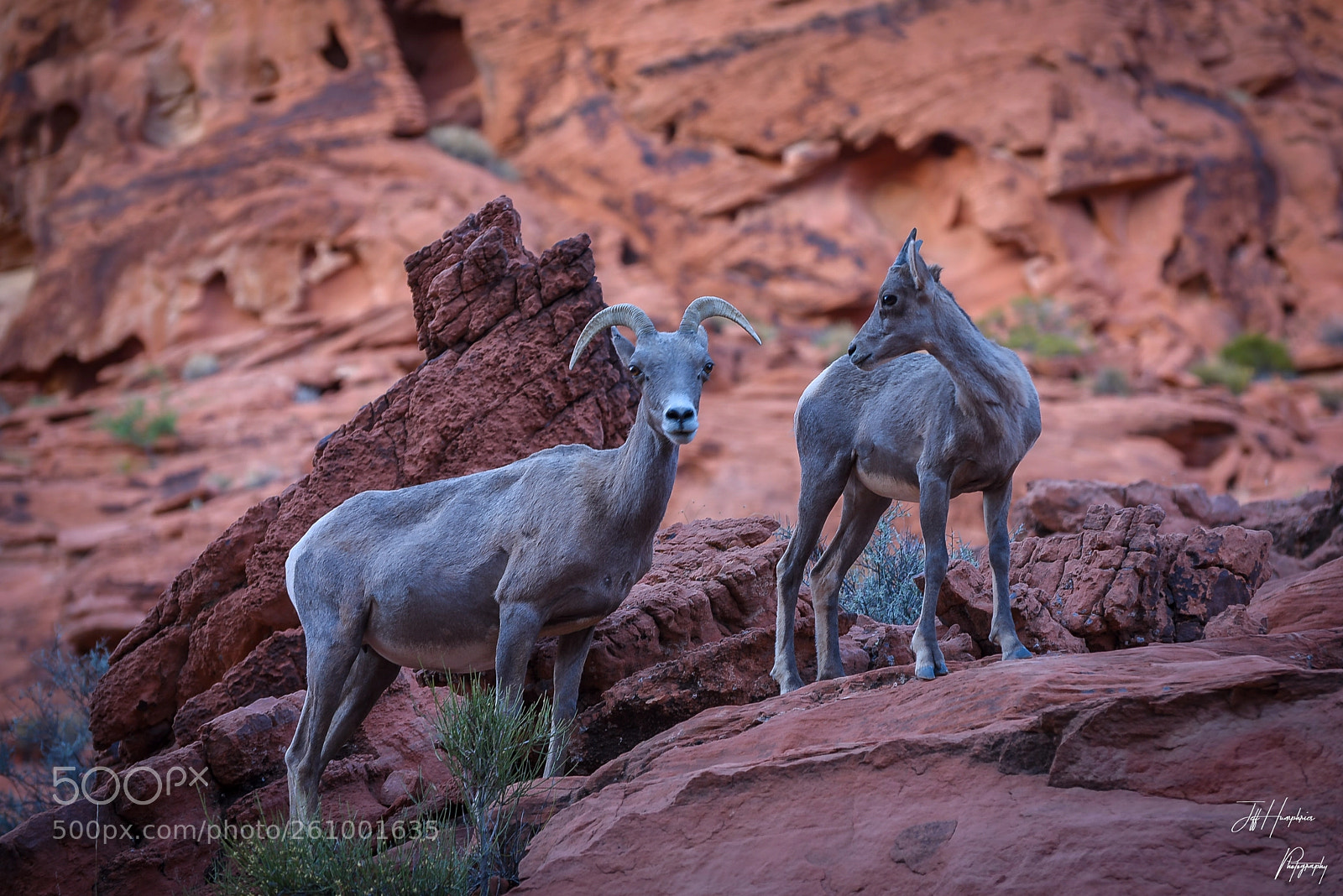 Nikon D810 sample photo. Big horn sheep photography