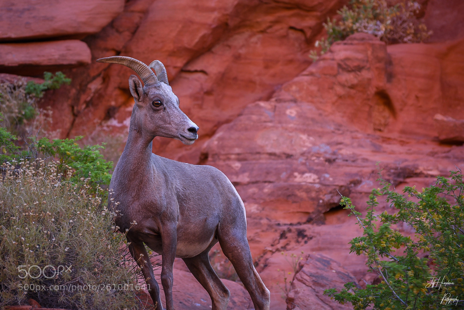 Nikon D810 sample photo. Big horn sheep photography