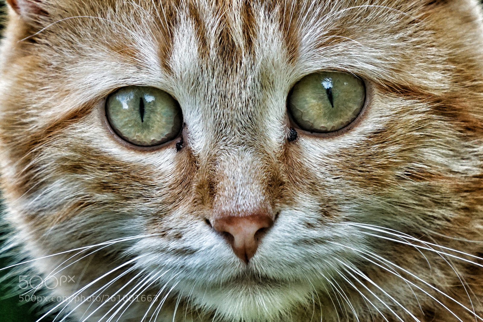 Sony a6000 sample photo. Kasimir für cat photography
