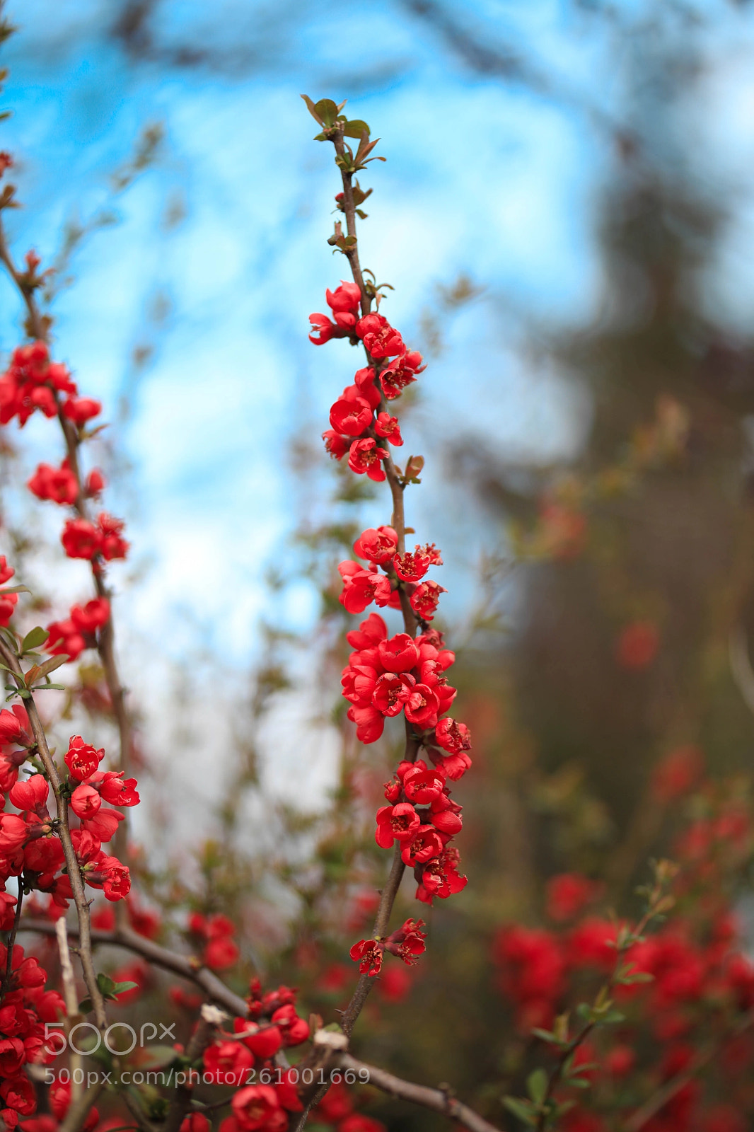 Canon EOS 5D Mark IV sample photo. Flower 2 photography