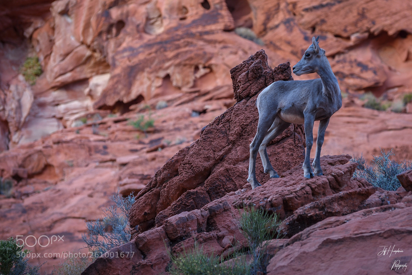 Nikon D810 sample photo. Big horn sheep photography