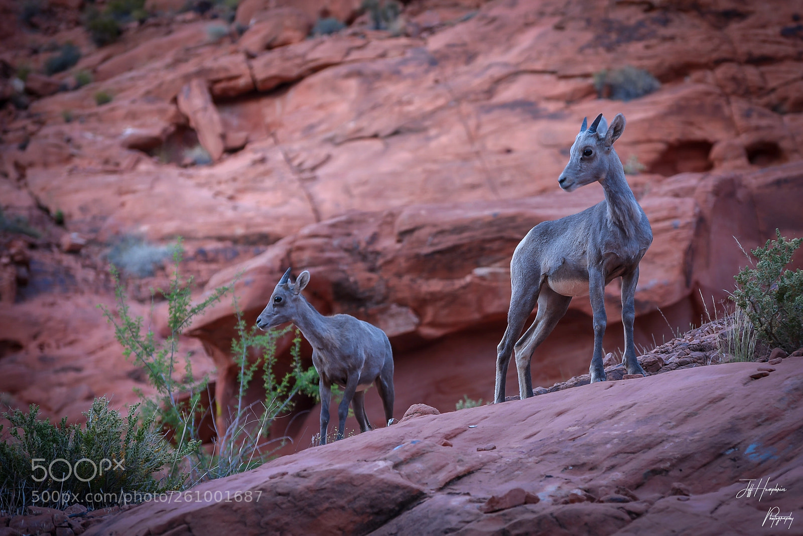 Nikon D810 sample photo. Big horn sheep photography